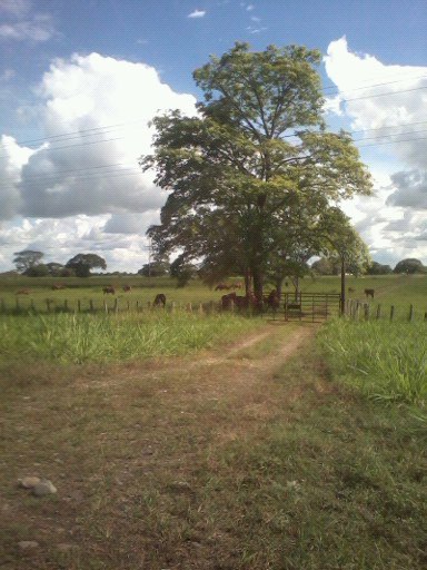 en mi llano