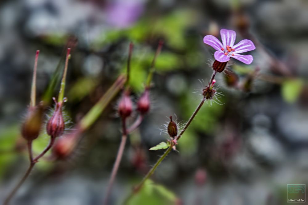 en miniature