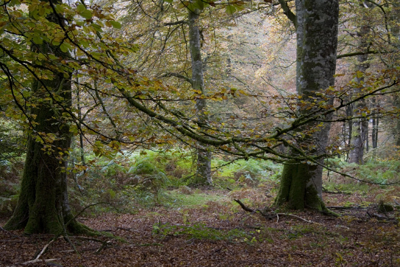 En mitad del bosque