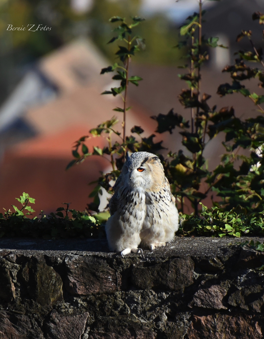 En mode surveillance