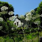 En montant au Tourmalet