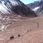 En mula por los Andes - On mules through the Andes