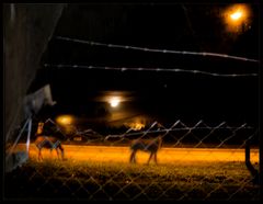 En noche de luna llena