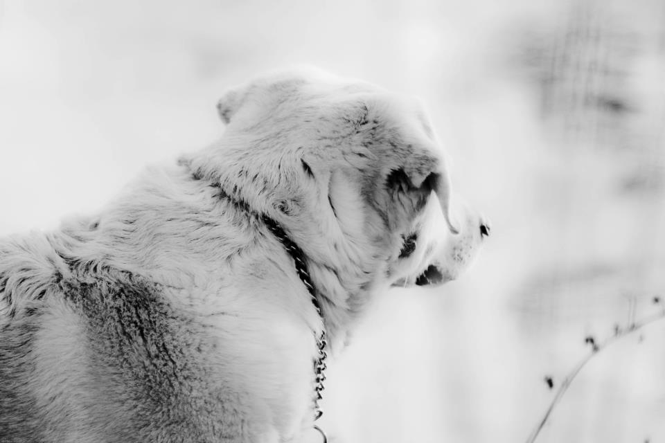 En Noir et Blanc