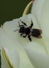 en noir et blanc 