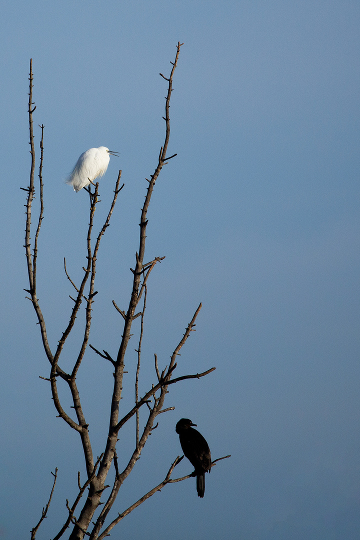 En Noir et blanc ....