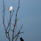 En Noir et blanc ....