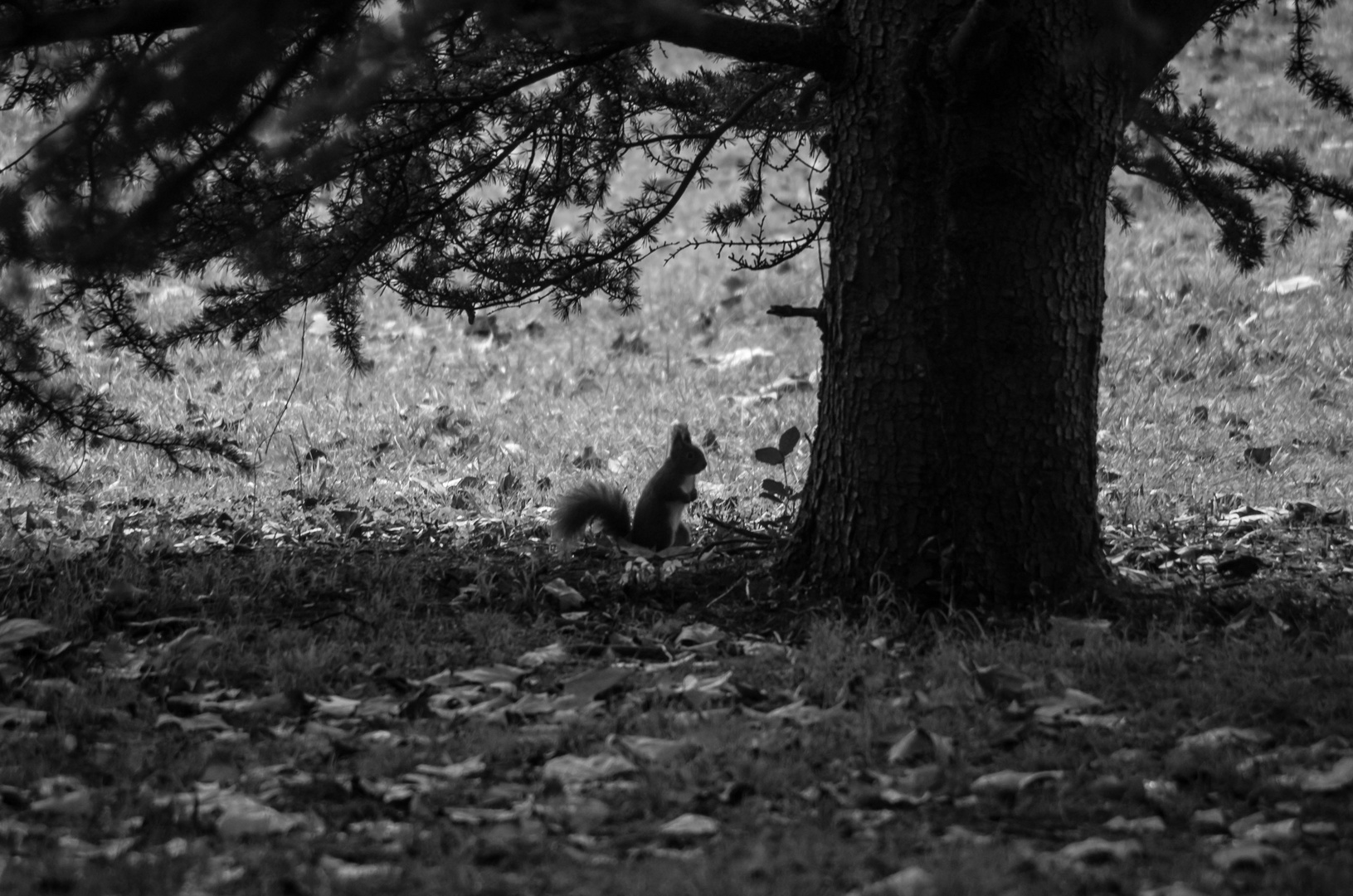 en noir et blanc