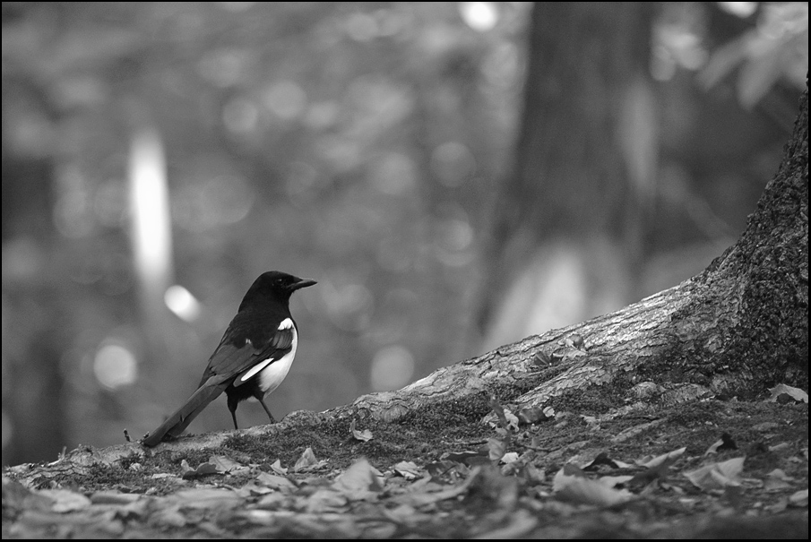 en noir et blanc.