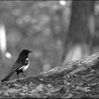 en noir et blanc.