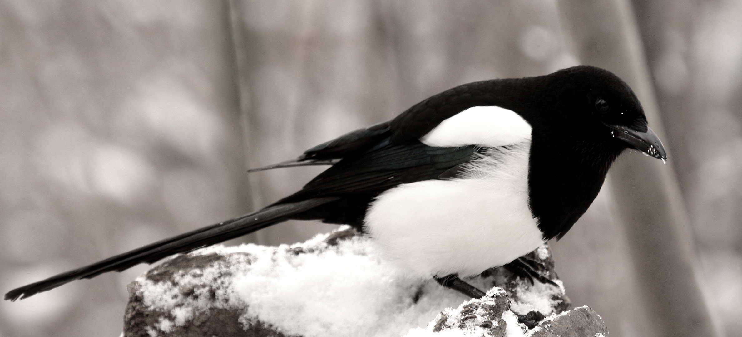 en Noir et Blanc