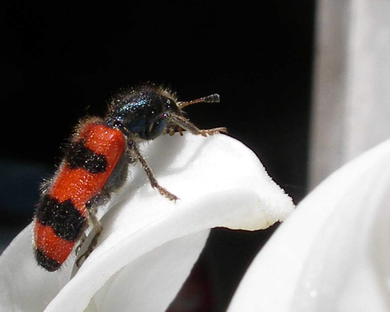 en noir et rouge