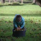 ...En Normandie, récolte artisanale..des pommes..