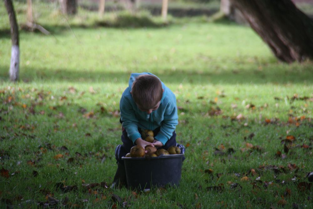 ...En Normandie, récolte artisanale..des pommes..