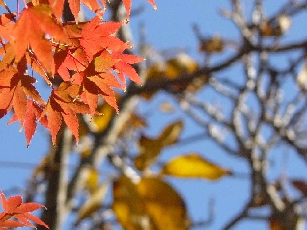 En otoño