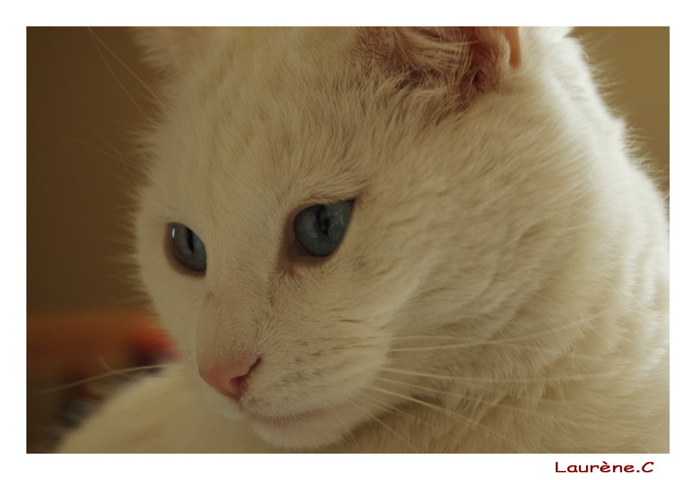 En parlant de chats... voici Yuna, le chat de Vincent