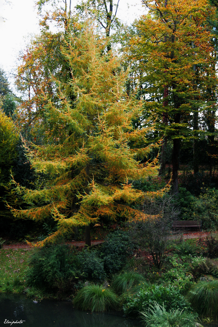 En parure d'automne 