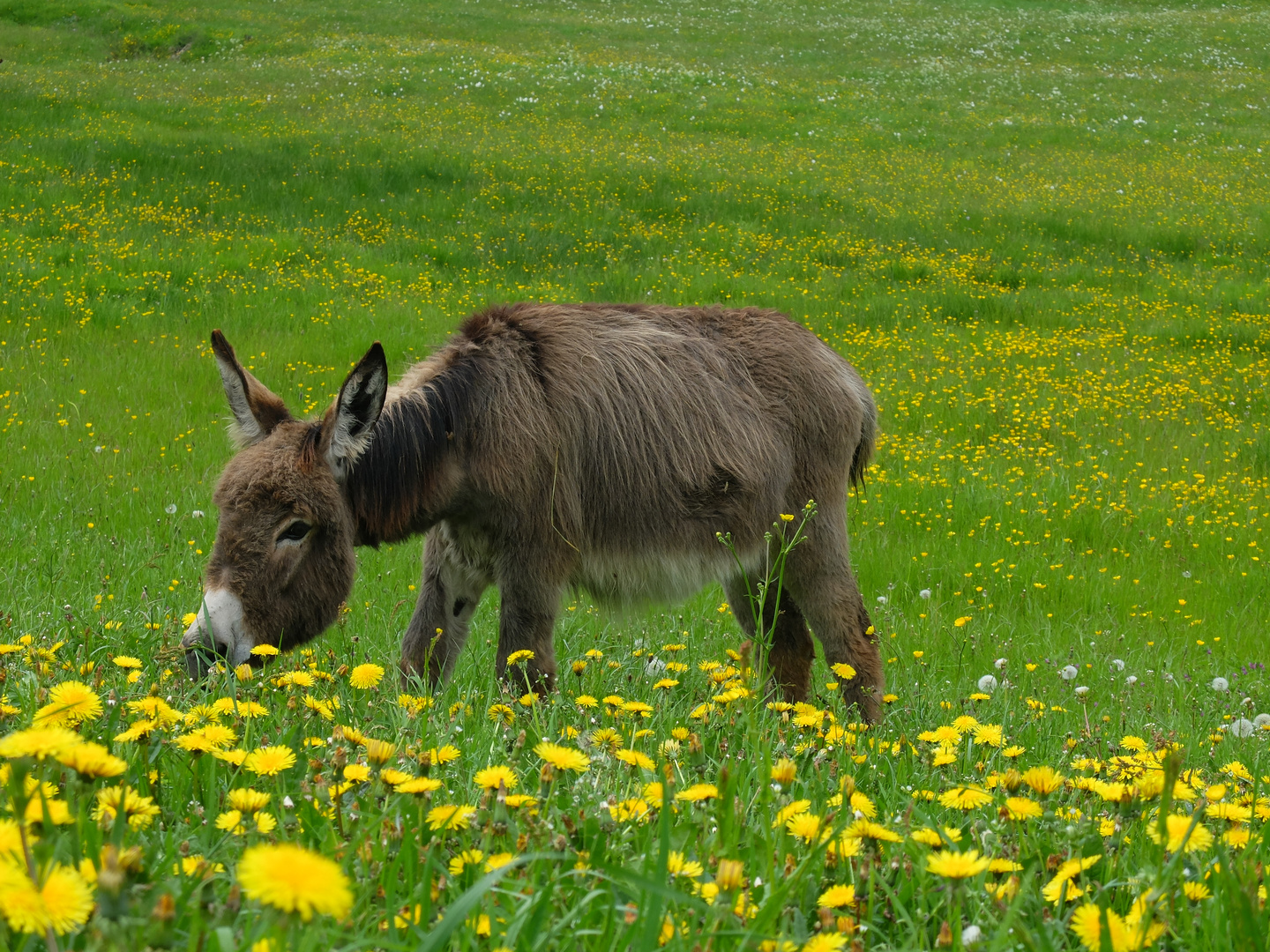 En passant en Lozere 