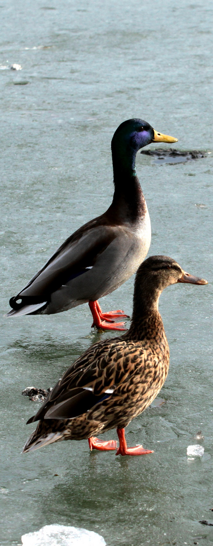 en piste les patineurs