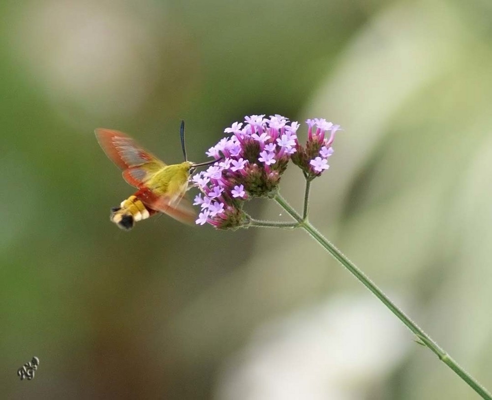 En plein vol  .... (Sphinx fuciforme)