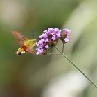 En plein vol  .... (Sphinx fuciforme)