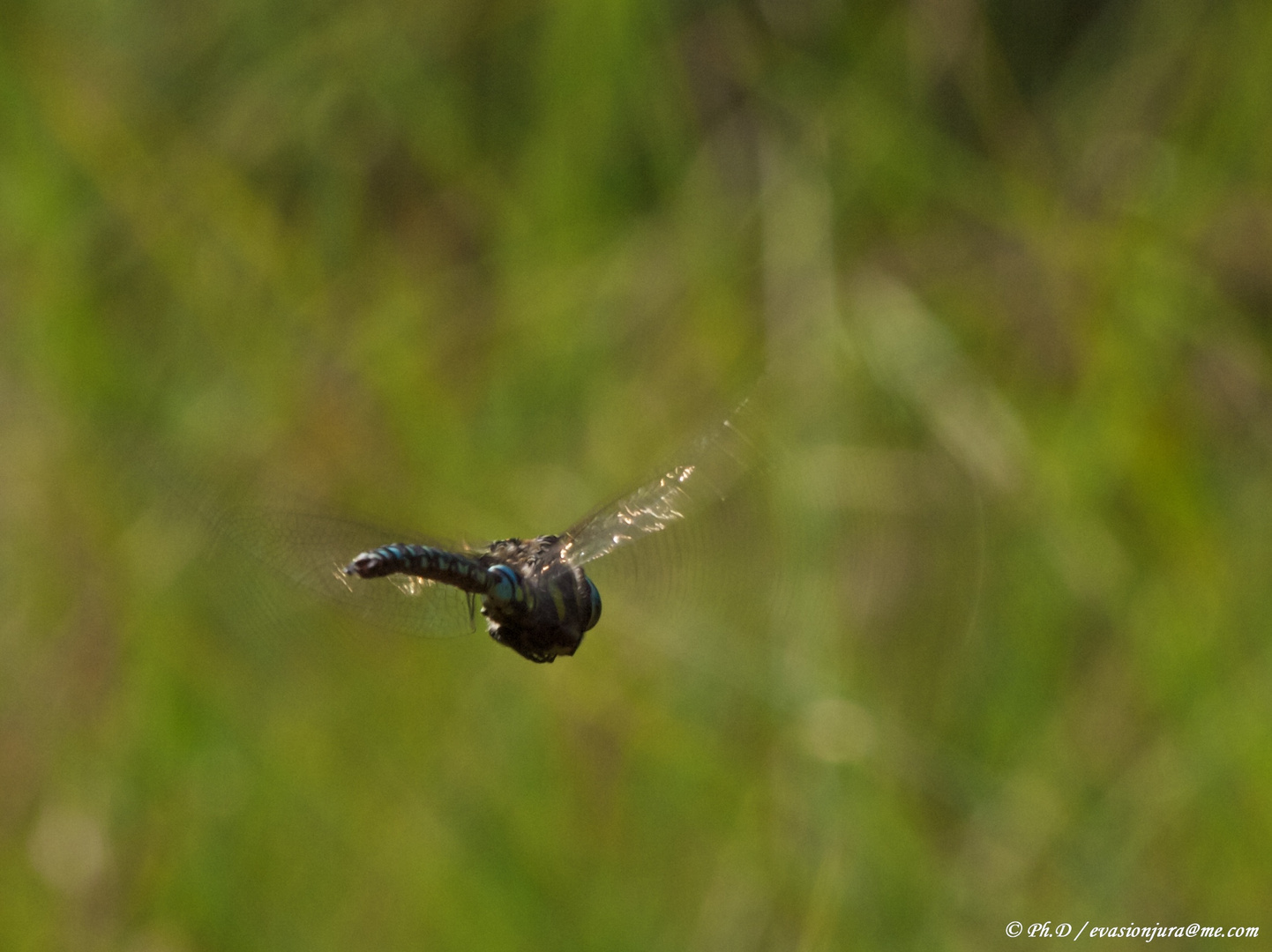 En plein vole