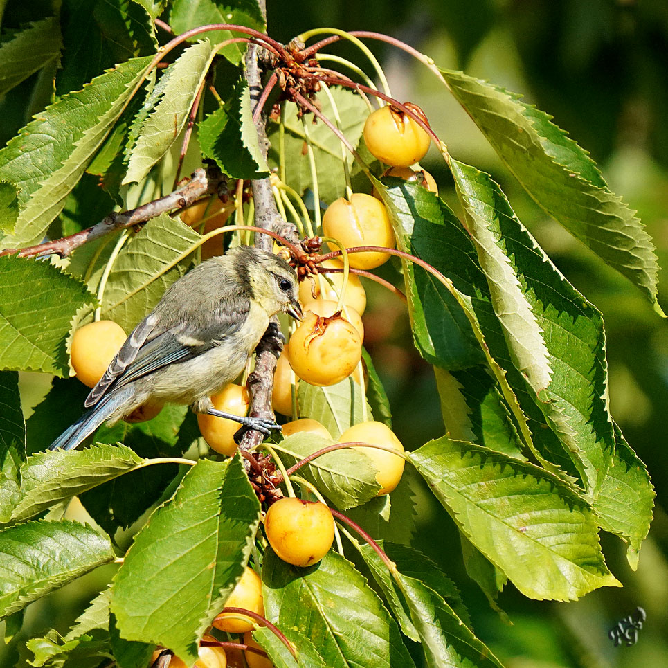 en pleine dégustation cette petite mésange bleue....