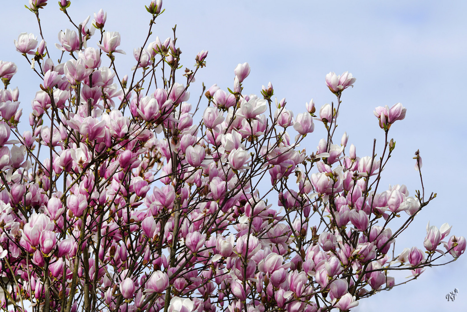 En pleine fleur !!!