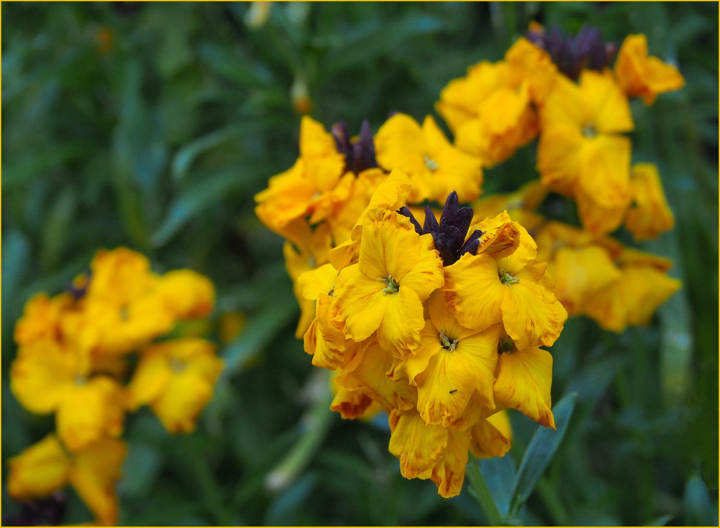 En pleine floraison