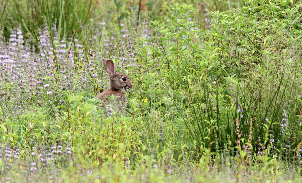 En pleine nature