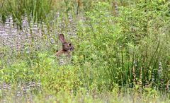 En pleine nature