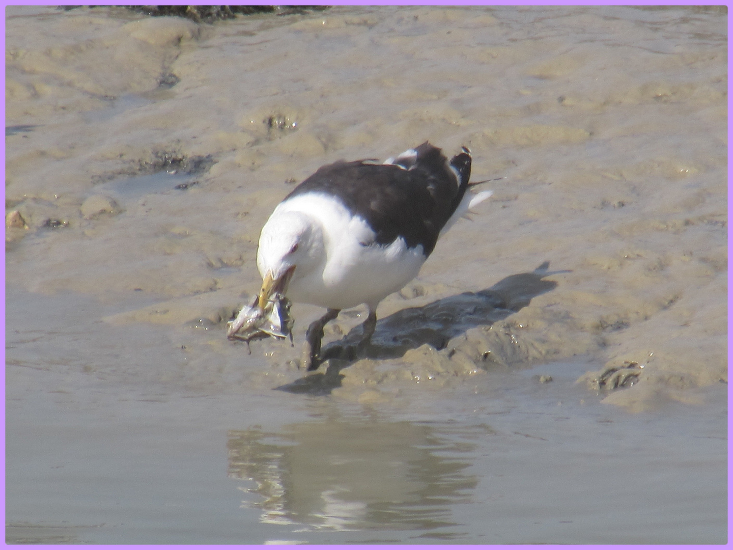 ..En pleine pêche..