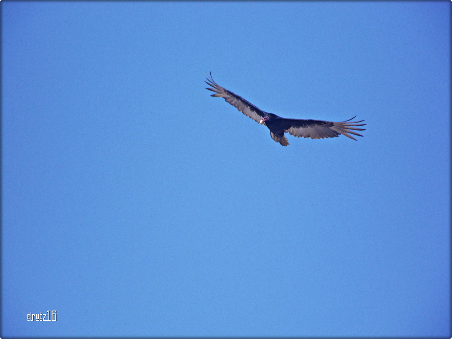 En pleno vuelo...