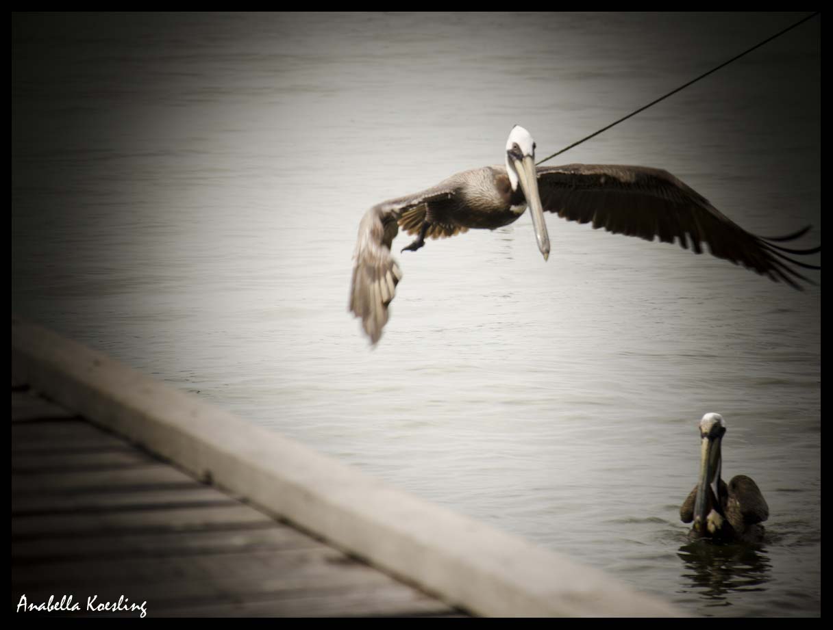 en pleno vuelo