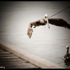 en pleno vuelo