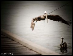 en pleno vuelo