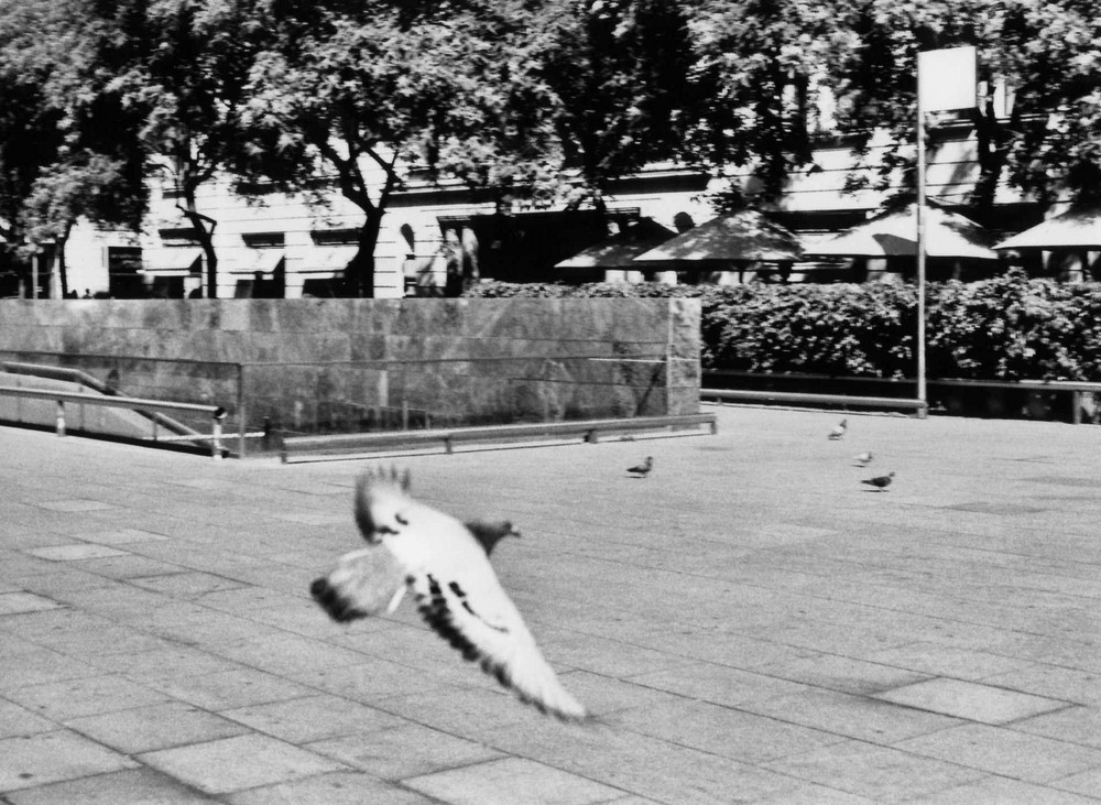 En pleno vuelo