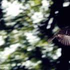 En pleno vuelo