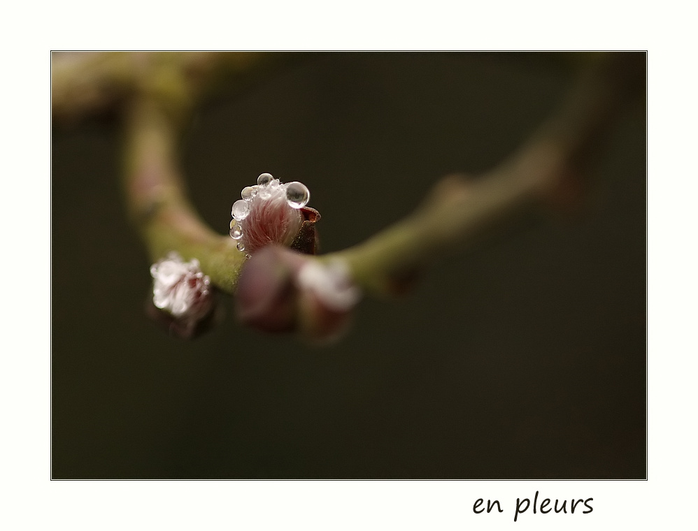 en pleurs