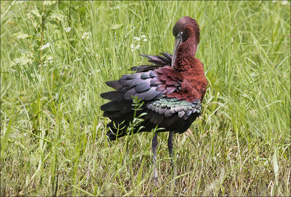 En plumage nuptial 