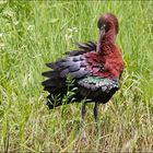 En plumage nuptial 