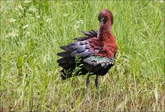 En plumage nuptial 