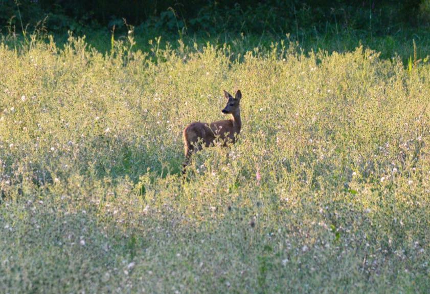 En promenade