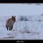 En promenade