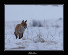 En promenade