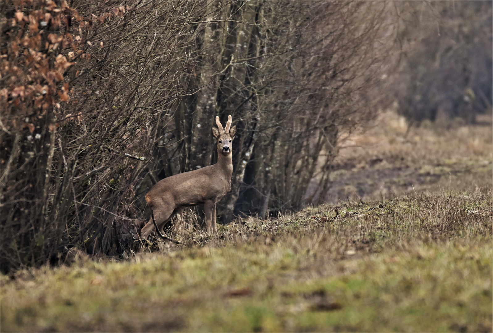 En promenade