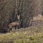 En promenade