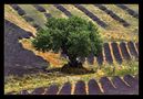 Provence