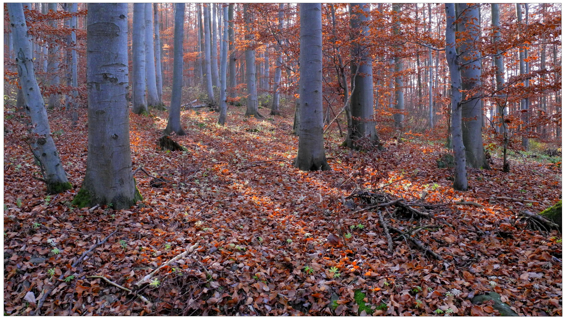 en recuerdo del otoño (zur Erinnerung an den Herbst)