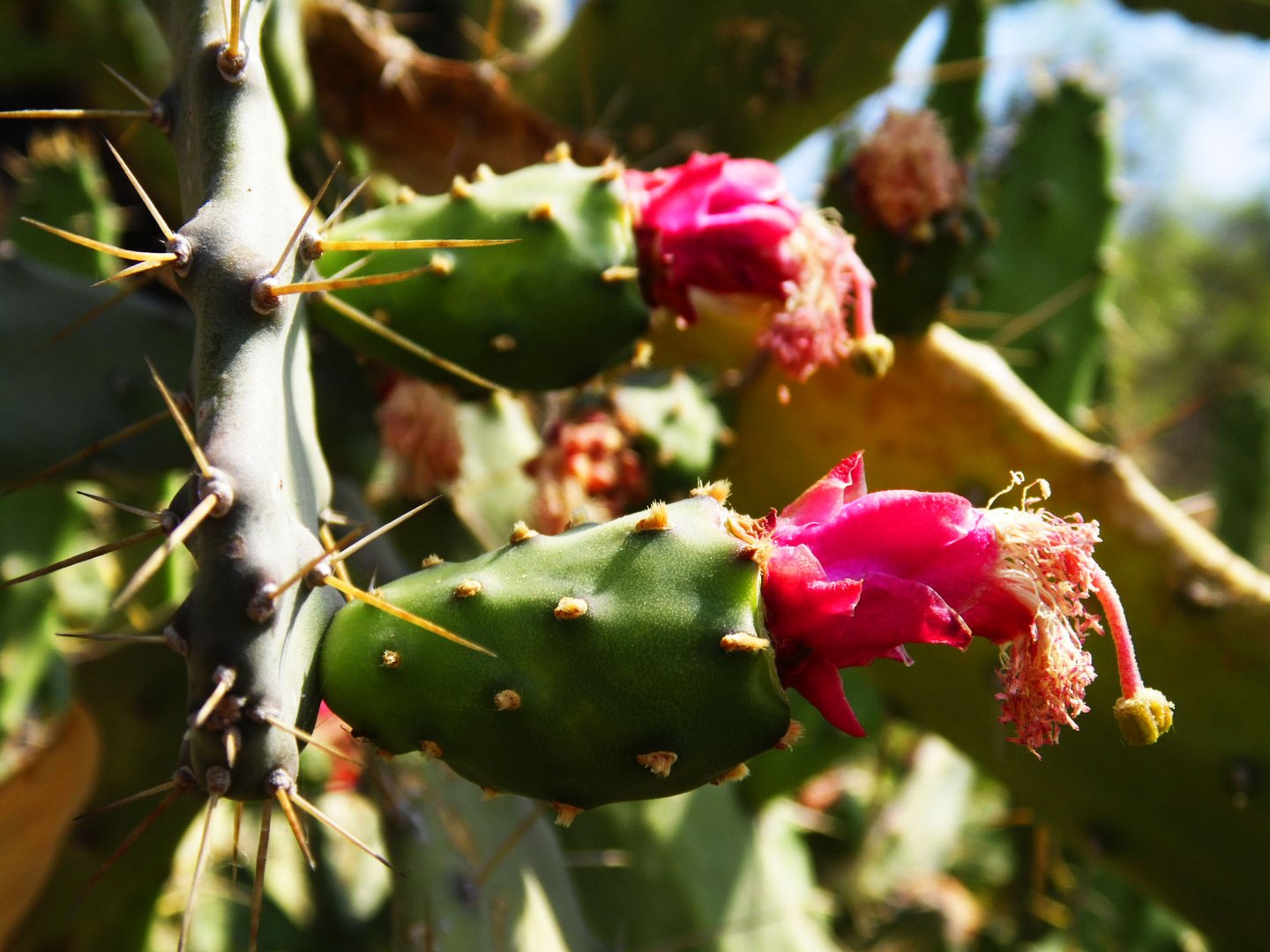 En rosa y verde